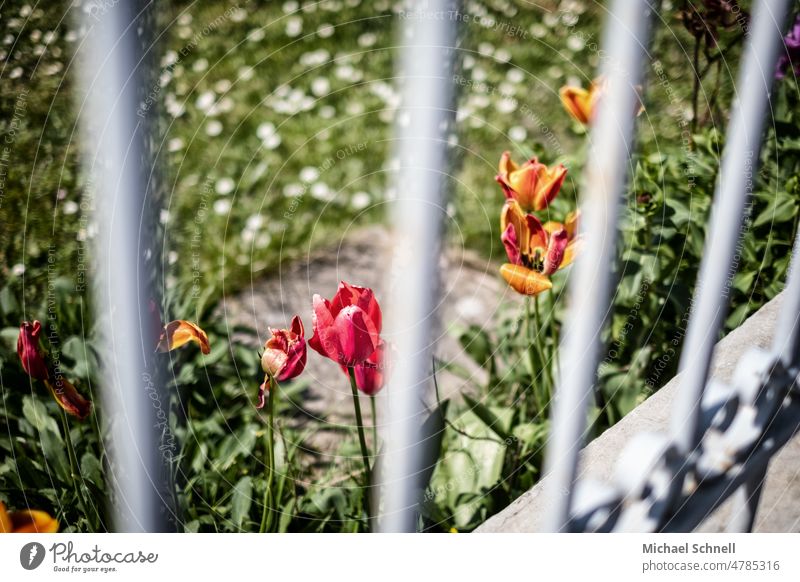 Blumen hinter einem Gartengitter blühen Blühend Gitter Zaun versperrt kein zutritt abgeschirmt Pflanze