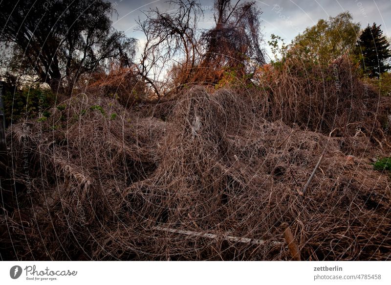 Verwildertes Grundstück verwildert wachstum überwachsen ranke rankenpflanze knöterich grundstück garten natur wildnis dschungel frühling herbst abend dämmerung