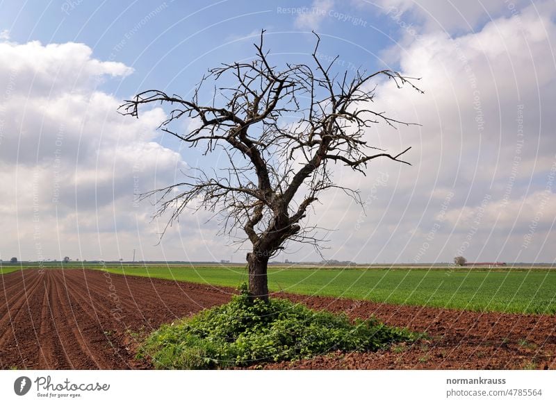 kahler Baum baum feld gras himmel landschaft grün natur baumkrone geäst acker frühling wolken