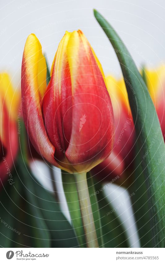 Tulpen tulpe blüte blume blütenkelch frühlingsblume aufblühen frühlingsbote blütenblätter pflanze bunt leuchtend rot gelb detail nahaufnahme natur