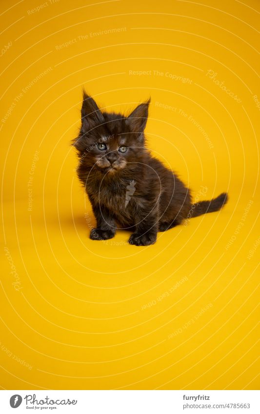 niedlichen schwarzen Rauch maine coon Kätzchen sitzen auf gelbem Hintergrund Katze Haustiere fluffig Fell katzenhaft Katzenbaby maine coon katze Rassekatze