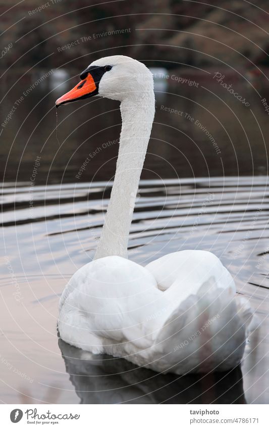 schöner Höckerschwan auf Seeoberfläche Wasservögel Oberfläche Schwan stumm schalten zierlich im Freien weiß Schönheit Natur Tierwelt Vogel wild Schnabel Feder