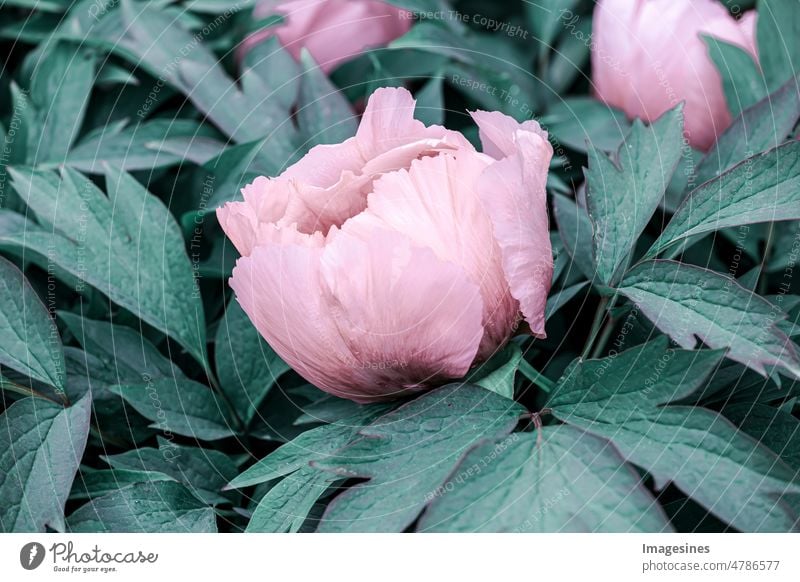 Paeonia suffruticosa Pflanze. Großes Laub aus tropischen Blättern mit dunkelgrüner Textur. Blatt nahtloser Hintergrund. Full-Frame von Blättern. abstrakte grüne Textur, abstrakter Hintergrund der Natur