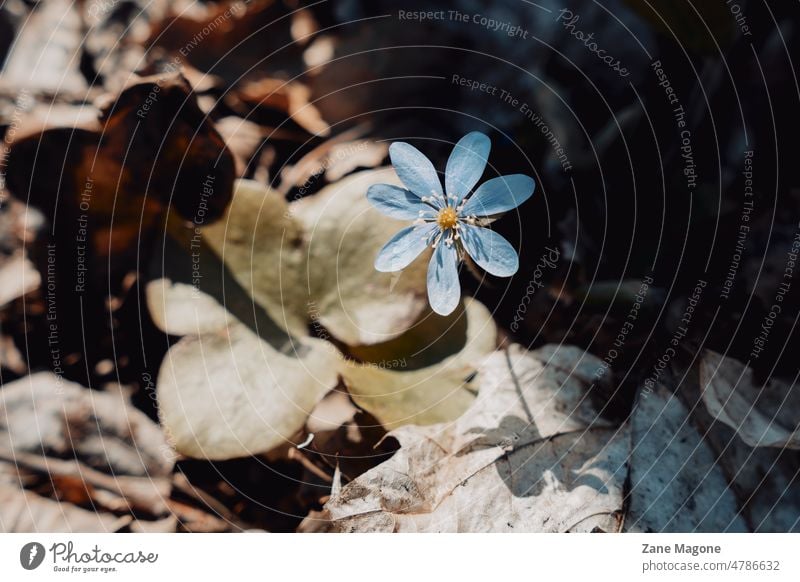 Leberblümchenblüte im Frühling, Schatten und Kontrast Dreilappiges Leberblümchen violett blau Vorfrühling zwielichtig Licht hartes Licht Wald Waldgebiete Natur