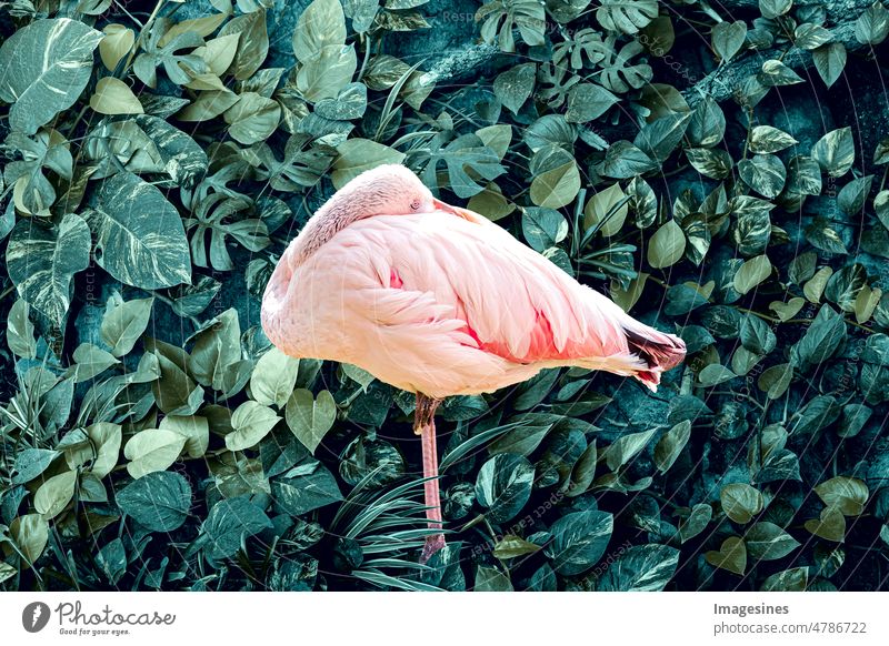 Flamingo und abstrakte dunkelgrüne Blattstruktur, Naturhintergrund. Blätter Blatt Textur grünes organisches Hintergrund layout. Schöner Naturhintergrund des vertikalen Gartens mit tropischem grünem Blatt