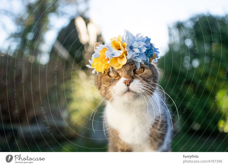 katze mit blumenkranz in ukrainischen farben Katze Kätzchen Haustiere katzenhaft fluffig Fell im Freien Natur Ein Tier britische Kurzhaarkatze