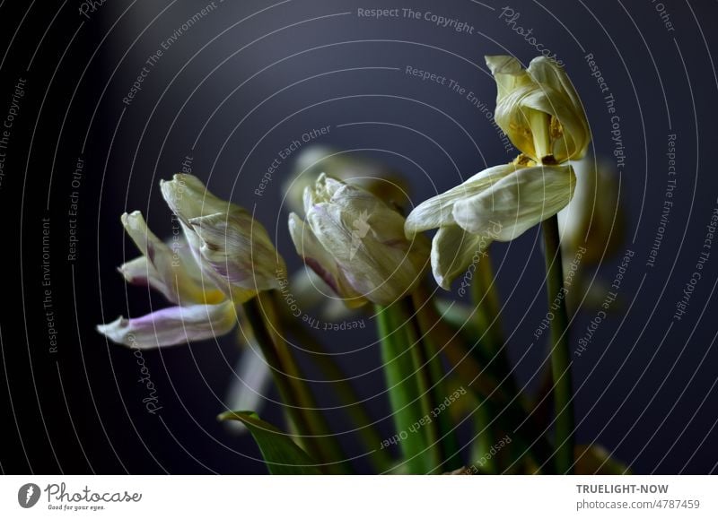 In der Dämmerung in Würde und Schönheit sterbende weiße Tulpen erinnern an Schmerz, Trauer, Tod als Begleiter unseres Lebens verblüht verblühen vergehen