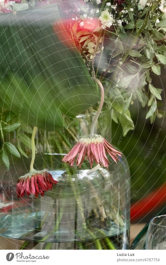 verwelkende Gerbera in einer großen Vase, rosa und grün und viel Licht verwelkt vergänglich schön Blumen Blüte hängend Dekoration & Verzierung vertrocknet