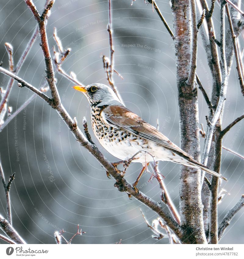 Wacholderdrossel in einem kahlen Baum Turdus pilaris Drossel Vogel Zweige u. Äste Wildvogel Ganzkörperaufnahme Nahaufnahme Blick Tierporträt Zweige und Äste