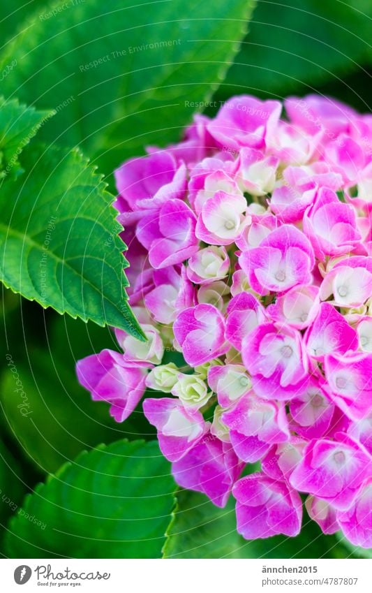 eine große rosafarbene Hortensienblüte und einige grüne Blätter Garten Sommer Frühling Blüte Natur blühend Bauerngarten Blume Farbfoto pink Pflanze Park