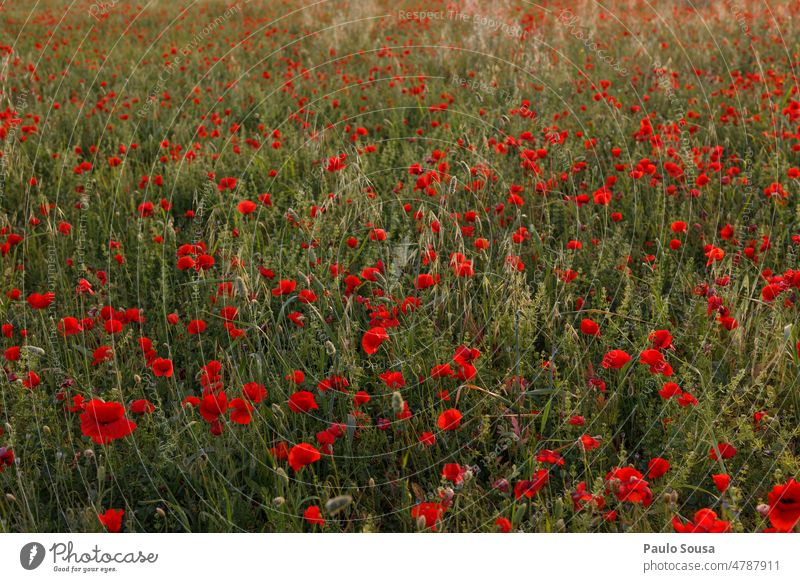 Mohnfeld Mohnblüte Mohnblumen Umwelt rot Sommer Natur Pflanze Feld Wiese Außenaufnahme Landschaft Blumen Klatschmohn Menschenleer Farbfoto rote Mohnblume