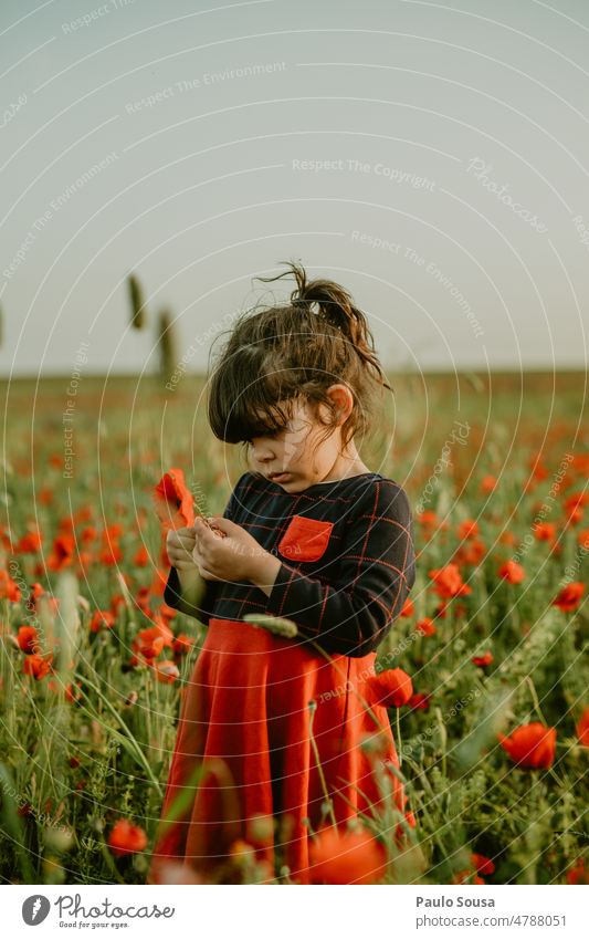 Mädchen pflückt Mohn Kind 3-8 Jahre echte Menschen eine Person Feld authentisch Natur erkunden Blumen pflücken Mohnblüte Mohnfeld Blühend Farbfoto rot Wiese