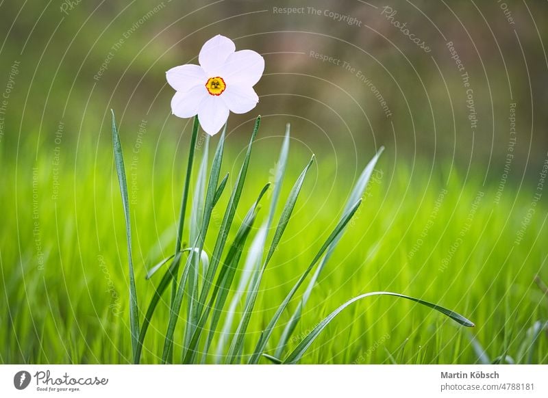 Narzissen zur Osterzeit auf einer Wiese. Gelbe weiße Blüten leuchten gegen das grüne Gras. Ostern Frühblüher Frühling Blume Balkonpflanzen Bokeh