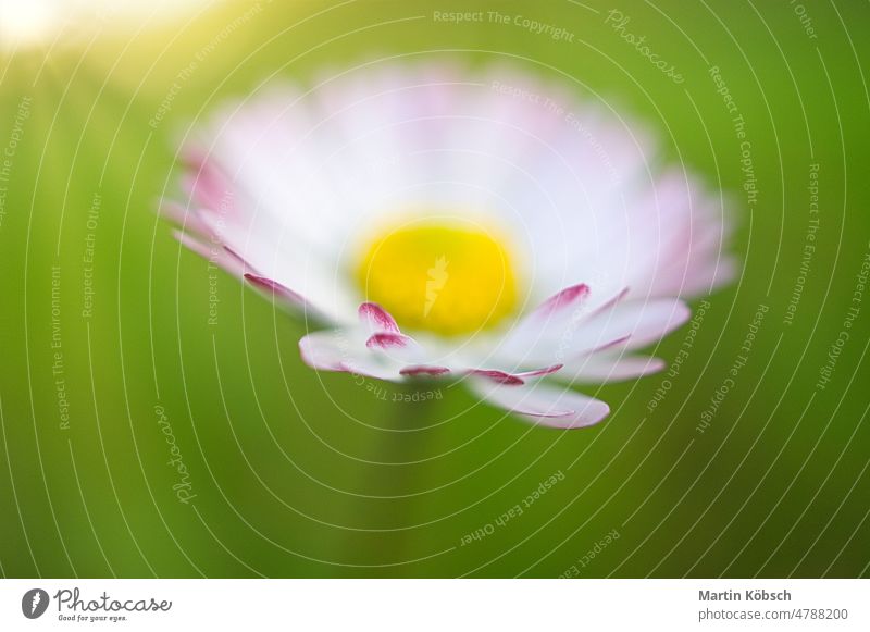 Gänseblümchen mit viel Bokeh auf einer Wiese. Helle Unschärfe auf der Blüte. rosa filigran Blume Frühling Natur frisch Landschaft Sommer weiß Wellness