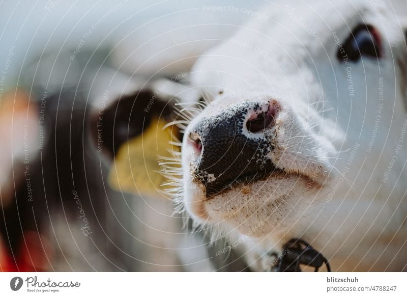 des Kalbs Schnauze kuh kalb kälbchen jungvieh bauer bauernhof tier animal natur agrar agricultur landwirtschaft aufzucht Säugetier Wiese Maul Fell