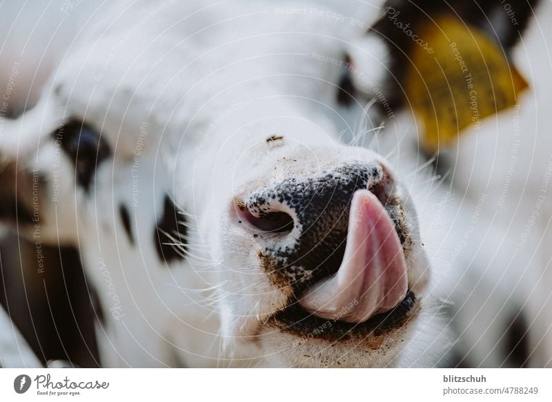 des Kalbs Zunge kuh kalb kälbchen jungvieh bauer bauernhof tier animal natur zunge kuhzungen agrar agricultur landwirtschaft aufzucht Säugetier Wiese Maul Fell