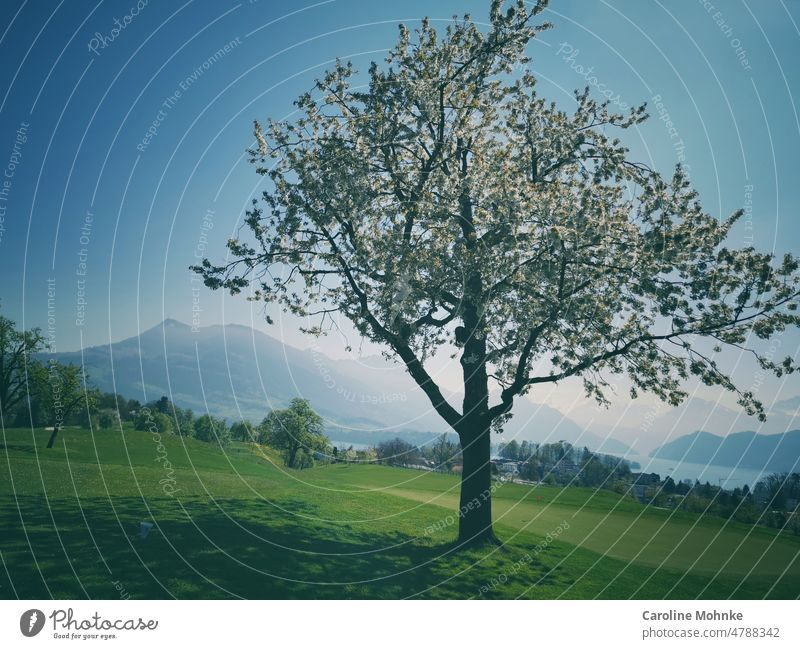 Blühender Baum im Frühling, im Hintergrund die Rigi baum sehen Vierwaldstättersee blühen bluete Natur Detailaufnahme Nahaufnahme pflanze wachsen Grün natürlich