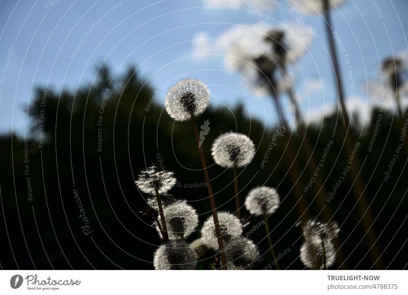 Flugbereite hell leuchtende Flugsamen des Löwenzahn Taraxacum officinale Pusteblumen Gruppe vor dunklem Wald Hintergrund unter sommerblauem Himmel mit einigen Schönwetter Wolken