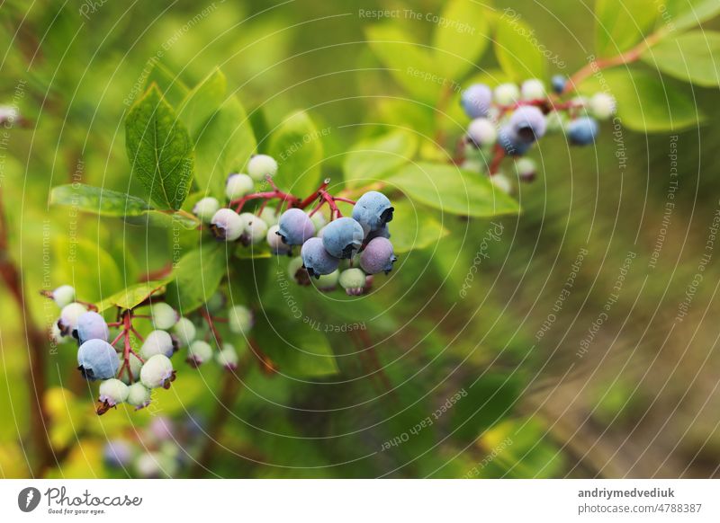 Grüne und blaue Heidelbeeren im Sommer. Nördlicher Heidelbeerstrauch, Vaccinium boreale, angebaut in einem ökologischen Haushalt. Buchse Garten Blaubeeren