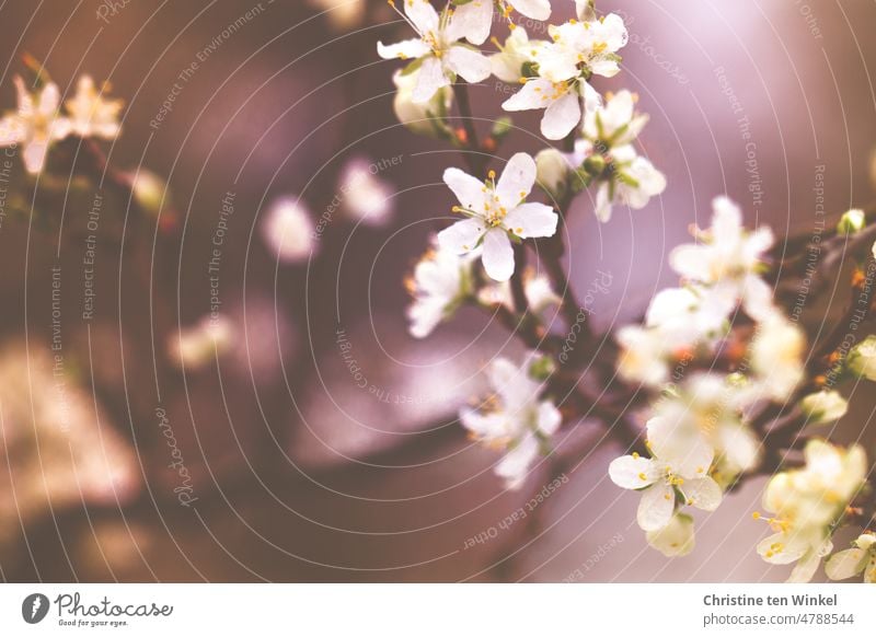 Der Pflaumenbaum blüht... Nahaufnahme der weißen Blüten mit geringer Tiefenschärfe... Pflaumenblüte Zwetschgenblüte weiße Blüten Frühling Blühend Garten Spa