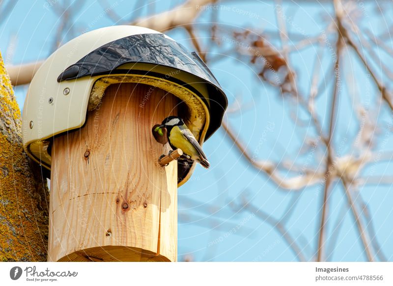 Helmpflicht! Kohlmeise (Parus major) und DIY-Nistkasten – Vogelhaus mit weißem Retro-Motorradhelm als Dach. Meise mit Raupe im Schnabel füttert die Küken. Biker-Kopfbedeckung, Vintage-Accessoire.