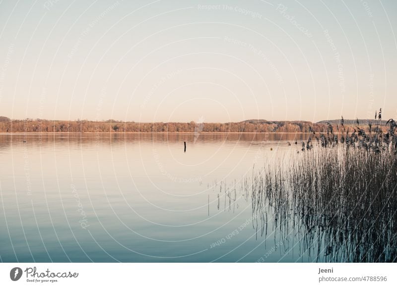 Orte, die etwas bedeuten | Winterstiller See winterlich Seeufer Umwelt Wasseroberfläche Windstille Idylle blau kalt Winterstimmung Natur Landschaft Stille Kälte