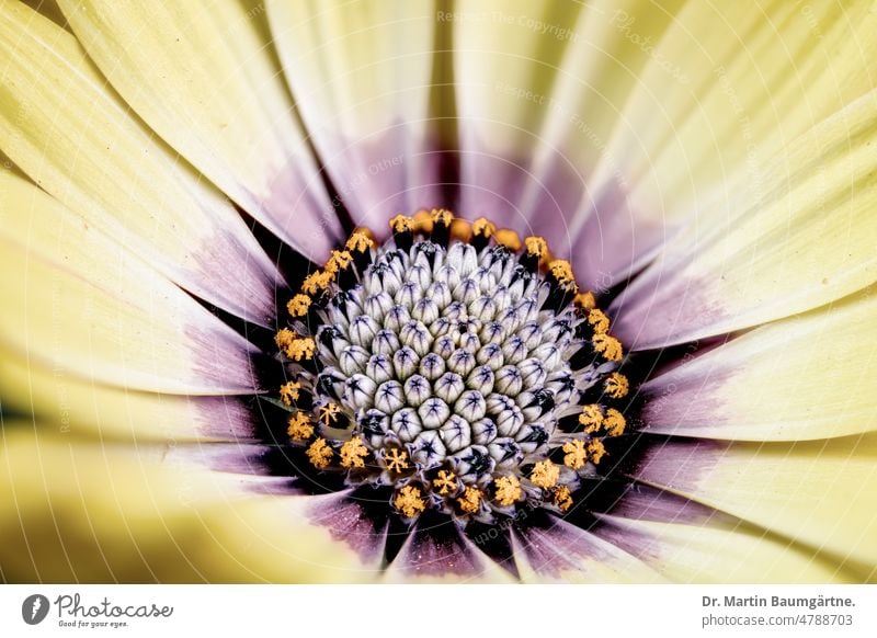 Zuchtform von Osteospermum ecklonis, Bornholmmagerite aus Südafrika Pflanze Blume Sorte Gartenform Auslese Züchtung Kapkörbchen Zwergstrauch immergrün