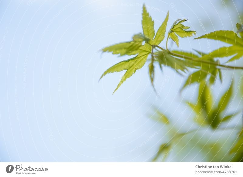 Die zarten grünen Blätter des japanischen Fächerahorns vor blauem Himmel Maigrün grüne Blätter Japanischer Ahorn japanischer Fächerahorn Frühling Wachstum Natur