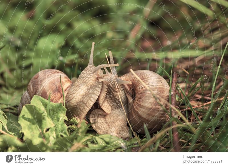 Schneckenliebe. Verliebte Weinbergschnecken. essbare Schnecke im Gras. schnecke auf dem gras verliebt. Landschnecke Helix pomatia Tier Tierantenne Tierschale