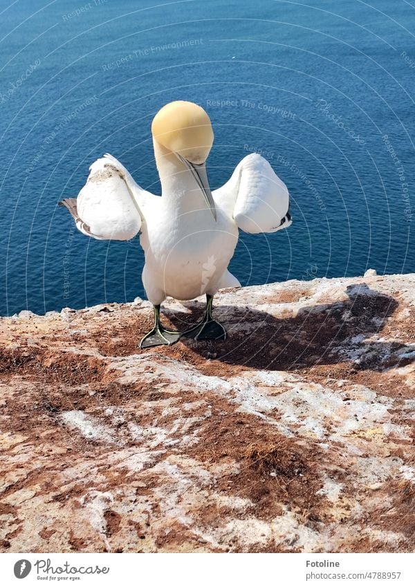 Rebellisch stützt der Basstölpel die Flügel in die Hüfte. "Nein! So nicht!" scheint er zu sagen. Vogel Tier Farbfoto Außenaufnahme Wildtier Helgoland Nordsee