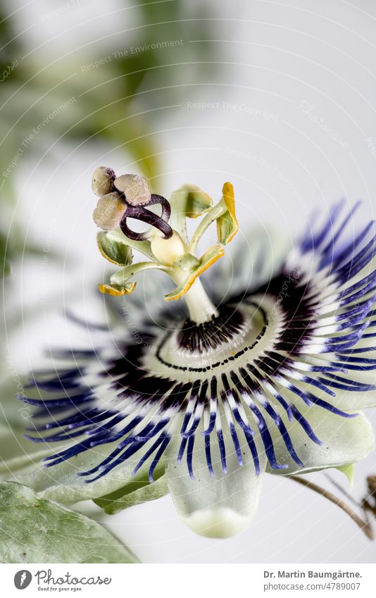 Passiflora, Blaue Passionsblume (Passiflora caerulea) aus Nordargentinien und Südbrasilien Passionsblumengewächse Passifloraceae aus Südbrasilien Liane