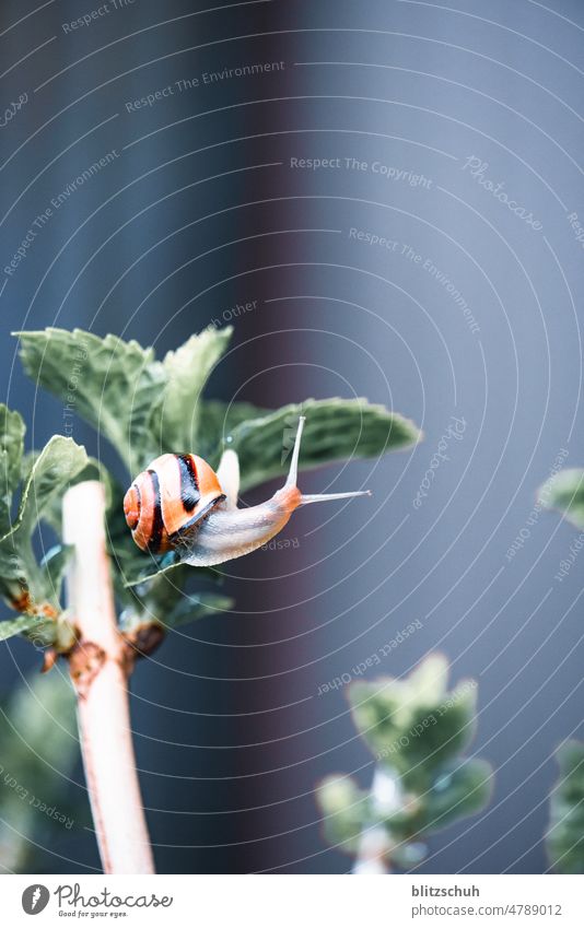 die schnecke schnecken weinbergschnecke natur natürlich outdoor wild Weichtier Mut Kriechende Schnecke kriechen akrobatisch Tier Bewegung langsam Schleim Fühler