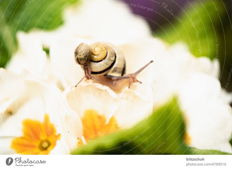 schnecken huckepack Garten makro Nahaufnahme Haus grün Weinbergschnecken Schneckenhaus krabbeln Fühler Schleim langsam Bewegung Tier akrobatisch kriechen