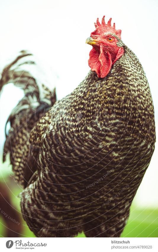 le coq der boss hahn ein hahn the cock tier huhn Geflügel Tierporträt Bauernhof Farbfoto Landwirtschaft Natur Freilandhaltung Federvieh freilaufend Tierhaltung