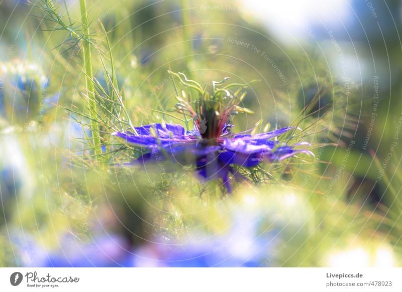 Mama´s Garten Umwelt Natur Pflanze Sonne Sonnenlicht Sommer Schönes Wetter Blume Sträucher Blatt Blüte Nutzpflanze Blühend Duft leuchten ästhetisch frisch hell