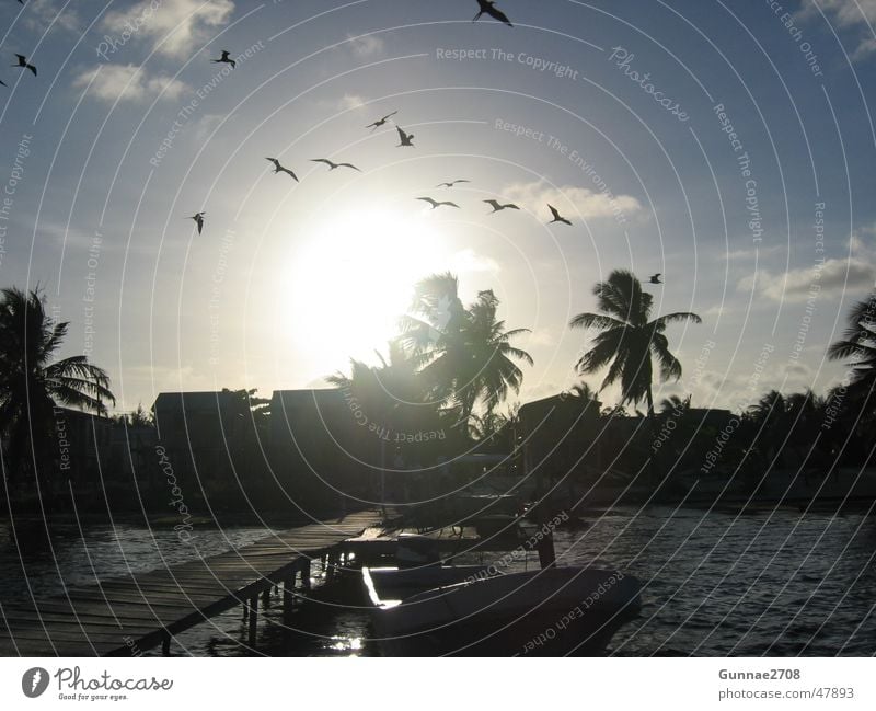 Sunset Caye Caulker Sonnenuntergang Palme Strand Meer Fernweh Kuba Belize caye caulker