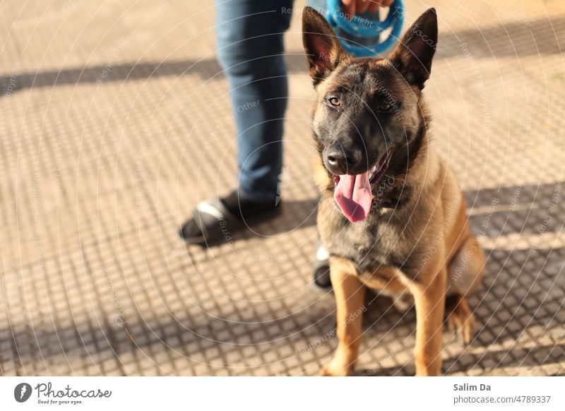 Belgischer Malinois in Nahaufnahme Hund Schäfer Schäferhund Hündchen Hundekopf Hundeauge Kulleraugen Deutsch Deutscher Schäferhund Tier Tiergesicht Tiere