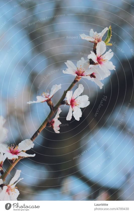 Kirschblüte von einem Mandelbaum Baum Frühling Blume Blüte Kirsche Natur Ast Blütezeit rosa Schönheit Überstrahlung weiß Saison Himmel Blütenknospen Pflanze