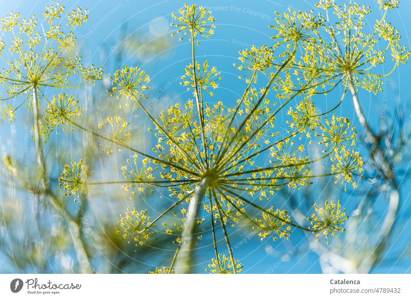 Dill, Anethum graveolens Himmel Blüte Stiel Natur Flora Pflanze blühen verblühen Tag Tageslicht Garten Blütenstand Blüten und Früchte Gewürz Doldenblütler Blau