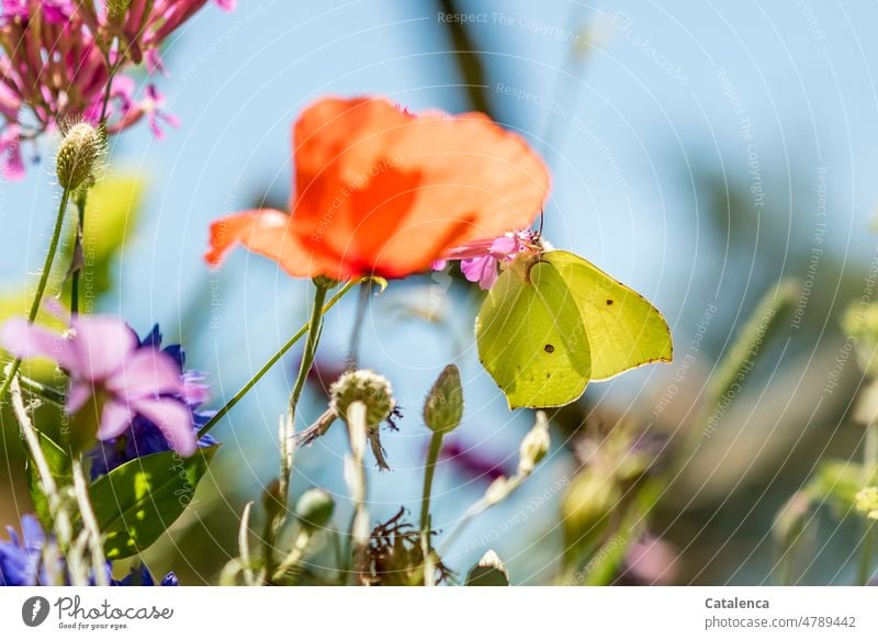 Zitronenfalter in der Blumenwiese Grün Natur Pflanze Blüte blühen verblühen Tag Tageslicht Garten Himmel Sommer Gelb Flora wachsen Blütenstand Stiel Wiese