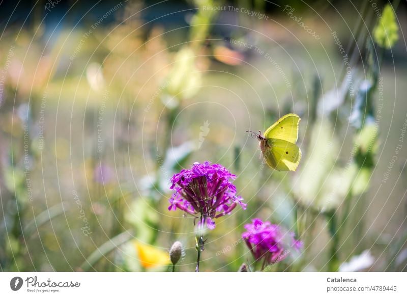 Ich brauche Sommer, Zitronenfalter fliegt eine rosa Blüte an Natur Tier Flora Fauna Insekt Schmetterling fliegen Pflanze blühen duften Rosa Gelb Grün