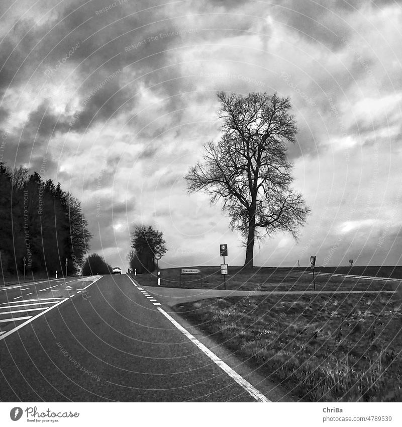 einsamer Baum an der Landstraße Richtung Seligweiler in Ulm, schwarzweiß mit dramatischem Himmel und Wolken wolken über den Wolken Wetter Natur Horizont Luft