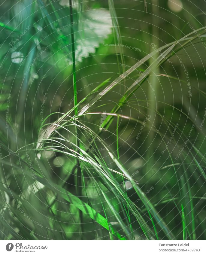 Gras auf grüner Wiese in verschiedenen Grüntönen mit Lichteinfall Gräser Natur Sommer Pflanze Frühling Umwelt Feld natürlich Sonnenlicht Menschenleer