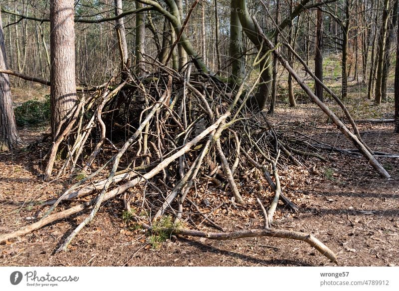 Tipi aus Ästen und Zweigen mitten im noch kahlen Wald Äste und Zweige Natur Baum Menschenleer Außenaufnahme Zweige u. Äste Tag Farbfoto Versteck Abenteuer