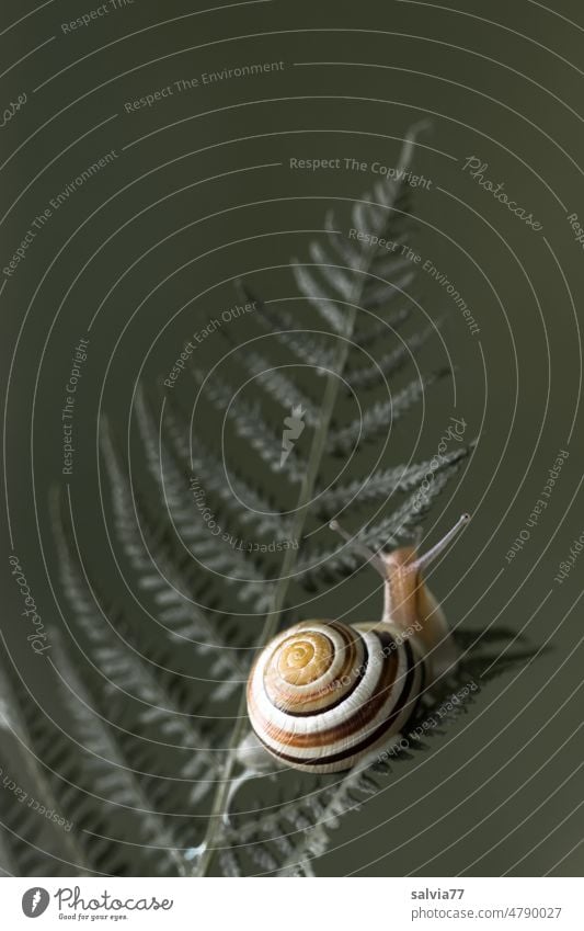 filigran | Schneckenfühler und Farnblatt 1 Farbfoto fuehler Hainbänderschnecke Hindernis Hintergrund neutral Makroaufnahme menschenleer Nahaufnahme Natur