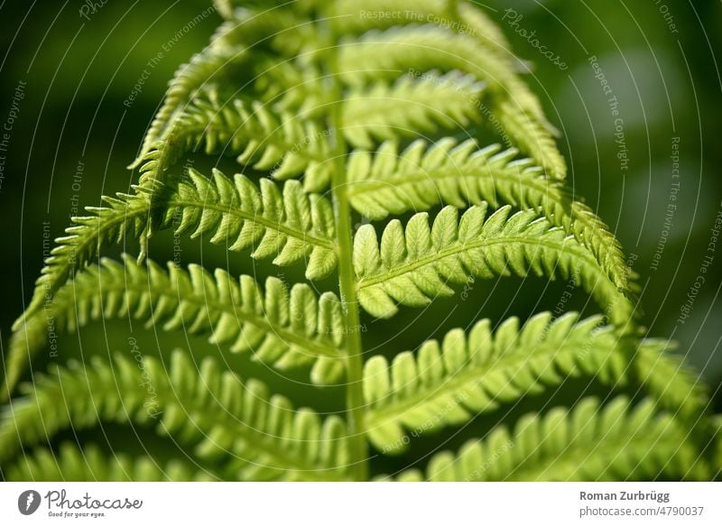 Farnwedel leuchtet im sanften Morgenlicht Dryopteris Grünpflanze grün Grüntöne Heilpflanze Pflanze Natur Blatt Außenaufnahme Detailaufnahme Farnblatt