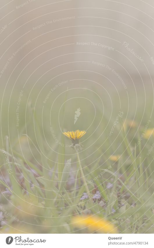 Gelbe Blume auf der Wiese Blumen gelb Naturschutzgebiet Löwenzahn Löwenzahnfeld Umwelt Gras Pflanze Tag grün Blühend Wildpflanze Blüte natürlich Frühling Sommer