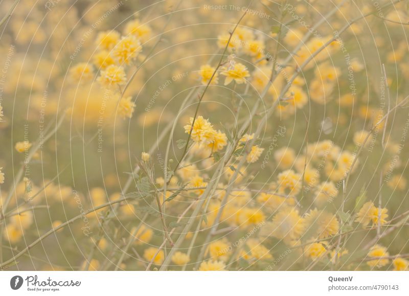 Ranunkelstrauch oder Goldröschen mit gelben Blumen Frühling Farbe Blüte Garten Sommer Blühend natürlich Pflanze Natur Blütenblatt Umwelt grün schön