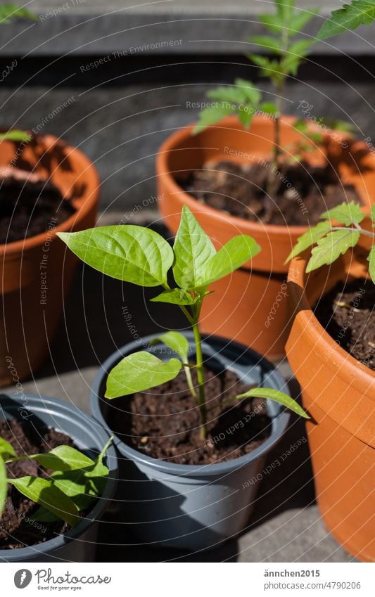 einige Pflänzchen in Töpfen - Tomaten und Paprikapflanzen Pflanze gärtnern Hobbys Garten Tomatenpflänzchen säen Topf Gartenarbeit Frühling wachsen Erde Gemüse