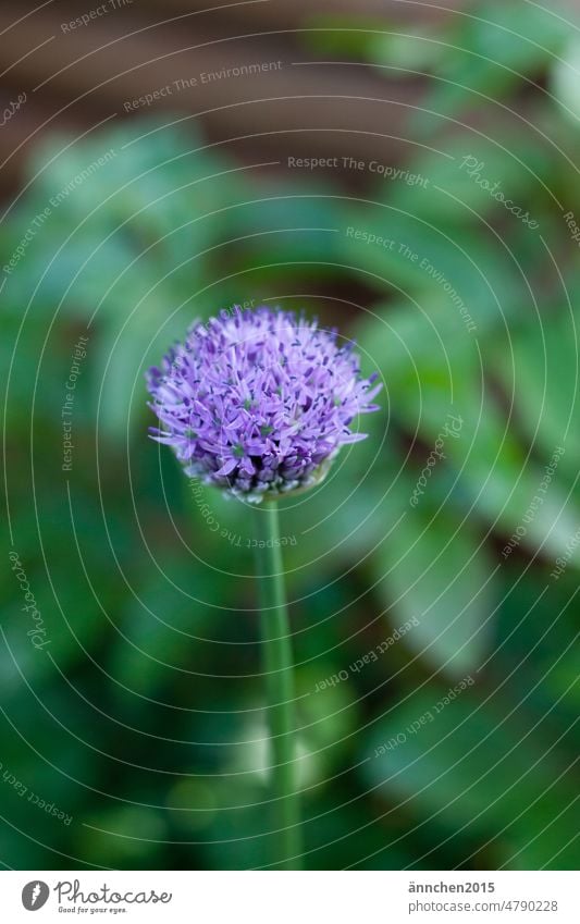 Eine  Alliumblüte steht im Garten - im Hintergrund ist es sehr grün Zwiebel Pflanze Blüte blühend violett lila Knospe Blume Farbfoto Frühling Natur natürlich